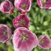 Coulommiers 16/04/2024