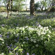 Beauchamps 18/04/2024