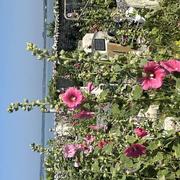 Vaux-sur-Mer 05/07/2024