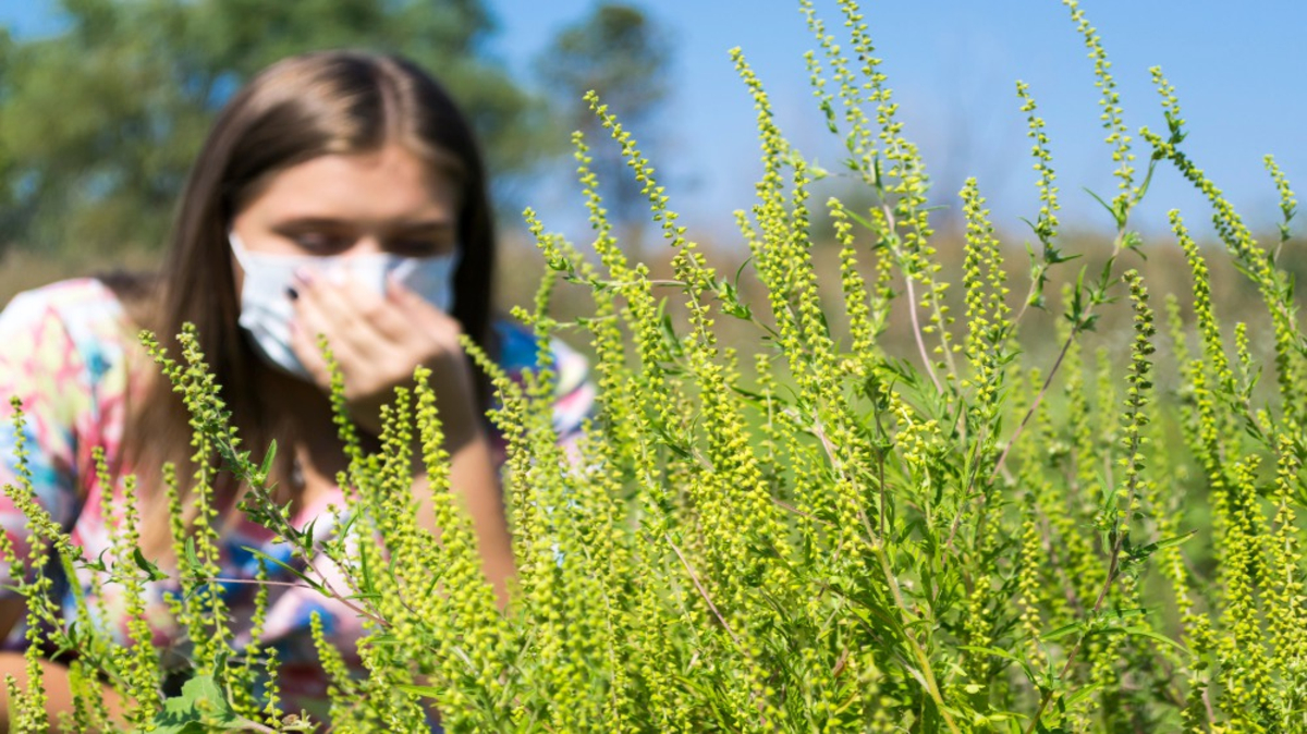 Pollen et allergies : les ambroisies persistent