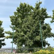 Douvres-la-Délivrande 19/08/2024