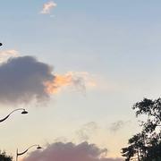 Le Bois de Vincennes 29/08/2024