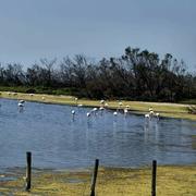 Étang de Vaccarès (Bouches-du-Rhône) 31/08/2024