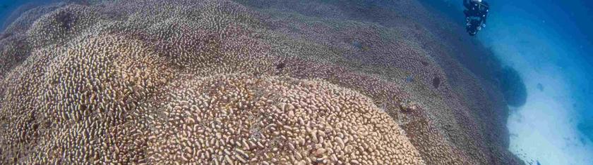 Le plus grand corail du monde découvert aux îles Salomon dans le Pacifique