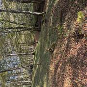 Petit-Palais-et-Cornemps 16/11/2024