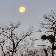 Ville-la-Grand 17/12/2024