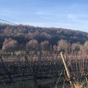 Chanos-Curson 26/12/2024