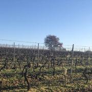 Chanos-Curson 26/12/2024