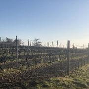 Chanos-Curson 04/01/2025