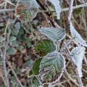 Saint-Germain-en-Laye 19/01/2025