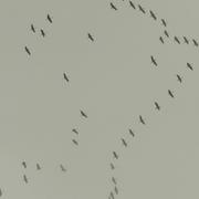 Saint-Martin-d'Arrossa 12/10/2010