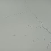 Saint-Martin-d'Arrossa 12/10/2010