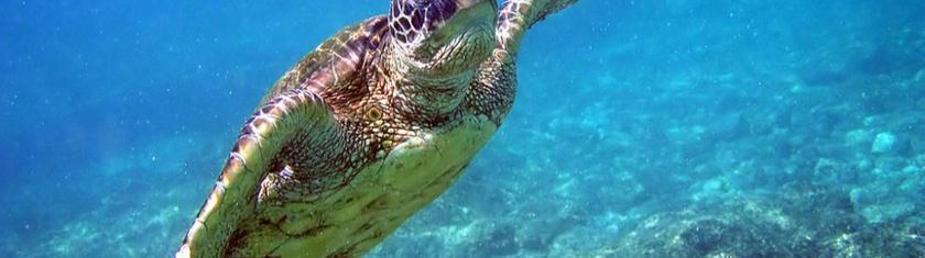 Bangladesh: les scientifiques enquêtent sur une vague de morts de tortues de mer