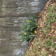 Petit-Palais-et-Cornemps 15/02/2025