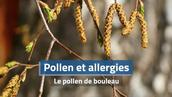 Allergie au pollen de bouleau : symptômes, période et impact météo