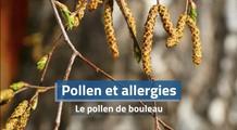 Allergie au pollen de bouleau : symptômes, période et impact météo