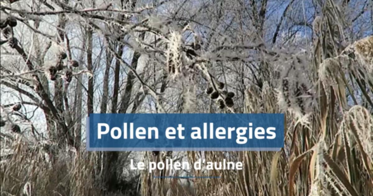Pollen et allergies : le pollen d'aulne - Actualités La Chaîne Météo
