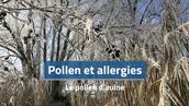 Allergie au pollen d'aulne : symptômes, période et influence météo