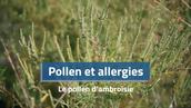 Allergies au pollen : l'ambroisie fait progressivement son apparition, et avec elle des symptômes allergiques plus sévères
