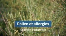 Allergies au pollen : l'ambroisie fait progressivement son apparition, et avec elle des symptômes allergiques plus sévères