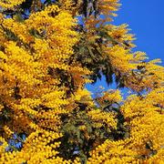 Villenave-d'Ornon 22/02/2025