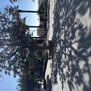 Bormes-les-Mimosas 16/03/2025