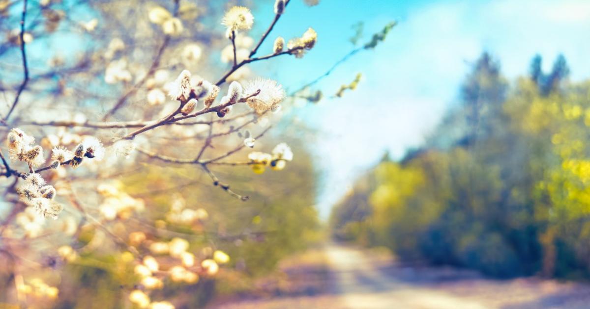 Printemps : jusqu'à 23°C en Alsace vendredi, fin de la douceur pour ce week-end