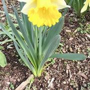 Annemasse 21/03/2025