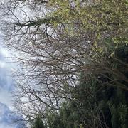 Colomiers 22/03/2025