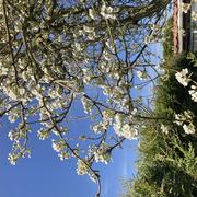 Bollezeele 04/04/2025