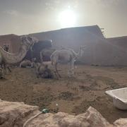 Marrakech 20/04/2025