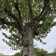 Artiguelouve 24/04/2025