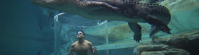 Nager avec les crocodiles : le grand frisson