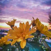 Sartrouville 26/04/2025