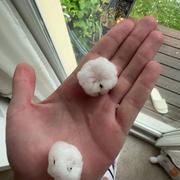 Villepreux 03/05/2025