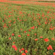 Dorlisheim 11/05/2025