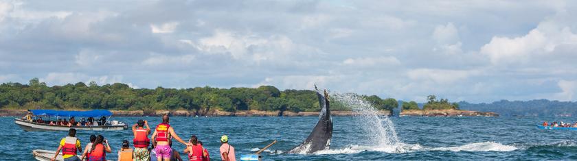Observer les baleines à bosse sur la côte Pacifique colombienne
