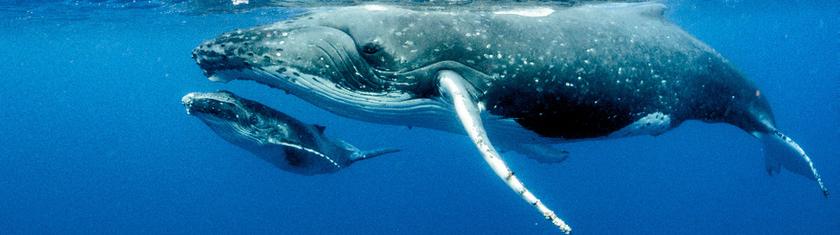 La pêche à la baleine dans le monde : état des lieux 2025