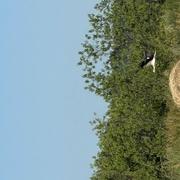 Petit-Palais-et-Cornemps 30/05/2025