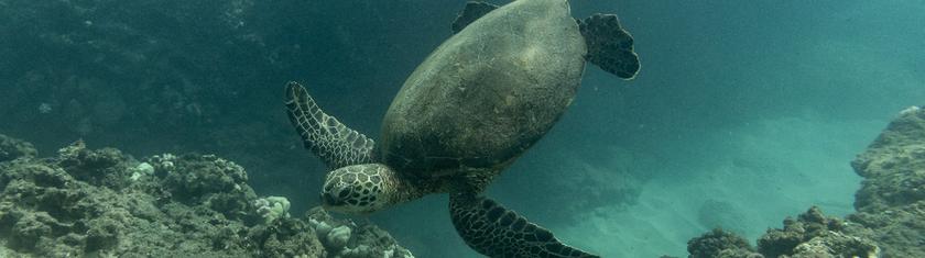Philippines : les tortues olivâtres plus que jamais en danger