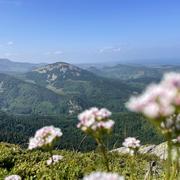 Mont Gerbier de Jonc (Ardèche) 09/06/2025