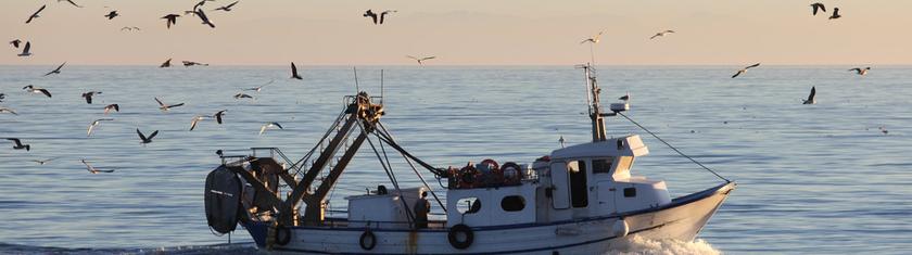 Le Royaume-Uni veut étendre son interdiction du chalutage de fond dans les aires marines protégées