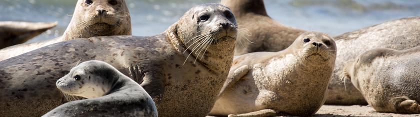 Morts de phoques protégés au Kazakhstan: les activités humaines mises en cause