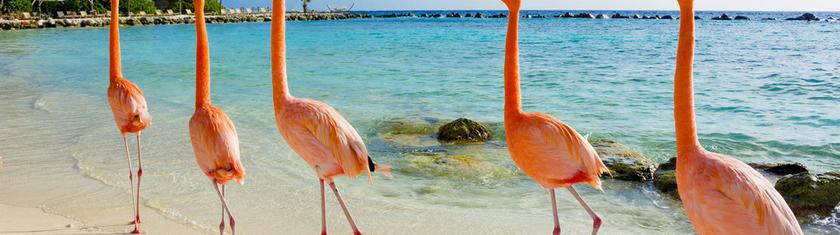 Nager au milieu des flamants roses