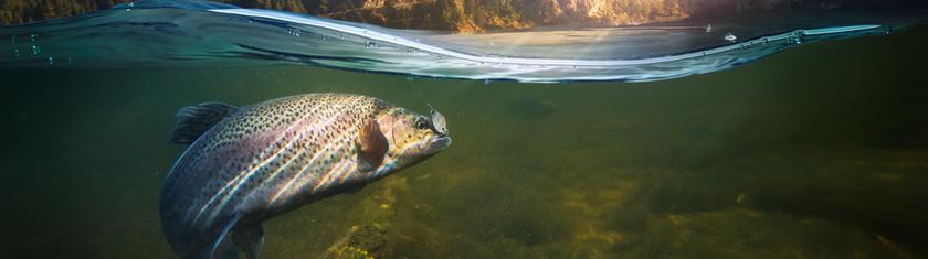 En Norvège, la lente agonie du saumon sauvage face à l'aquaculture