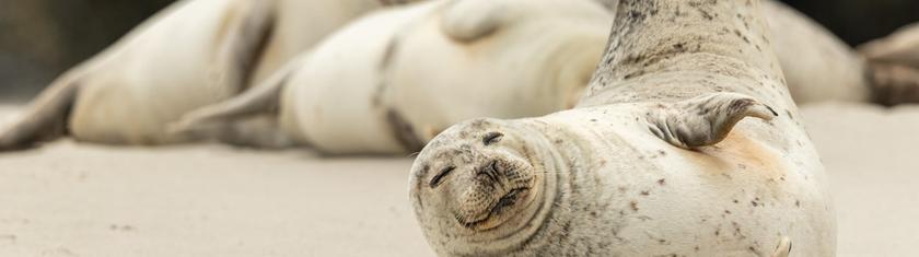 En Lituanie, une opération pour sauver les phoques menacés par la fonte de la banquise