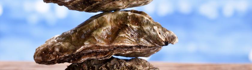 Biodiversité: l'huître plate réintroduite au large de la Belgique