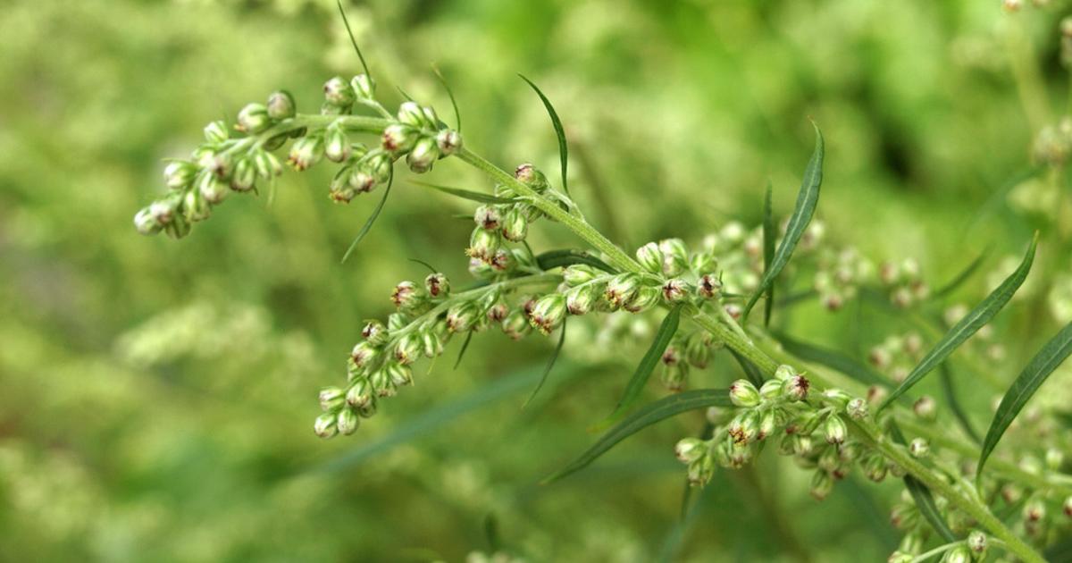 Pollen et allergies : le pollen d’armoise, un ennemi tardif de l’été