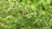 Pollen et allergies : le pollen d’armoise, un ennemi tardif de l’été