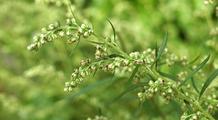 Pollen et allergies : le pollen d’armoise, un ennemi tardif de l’été